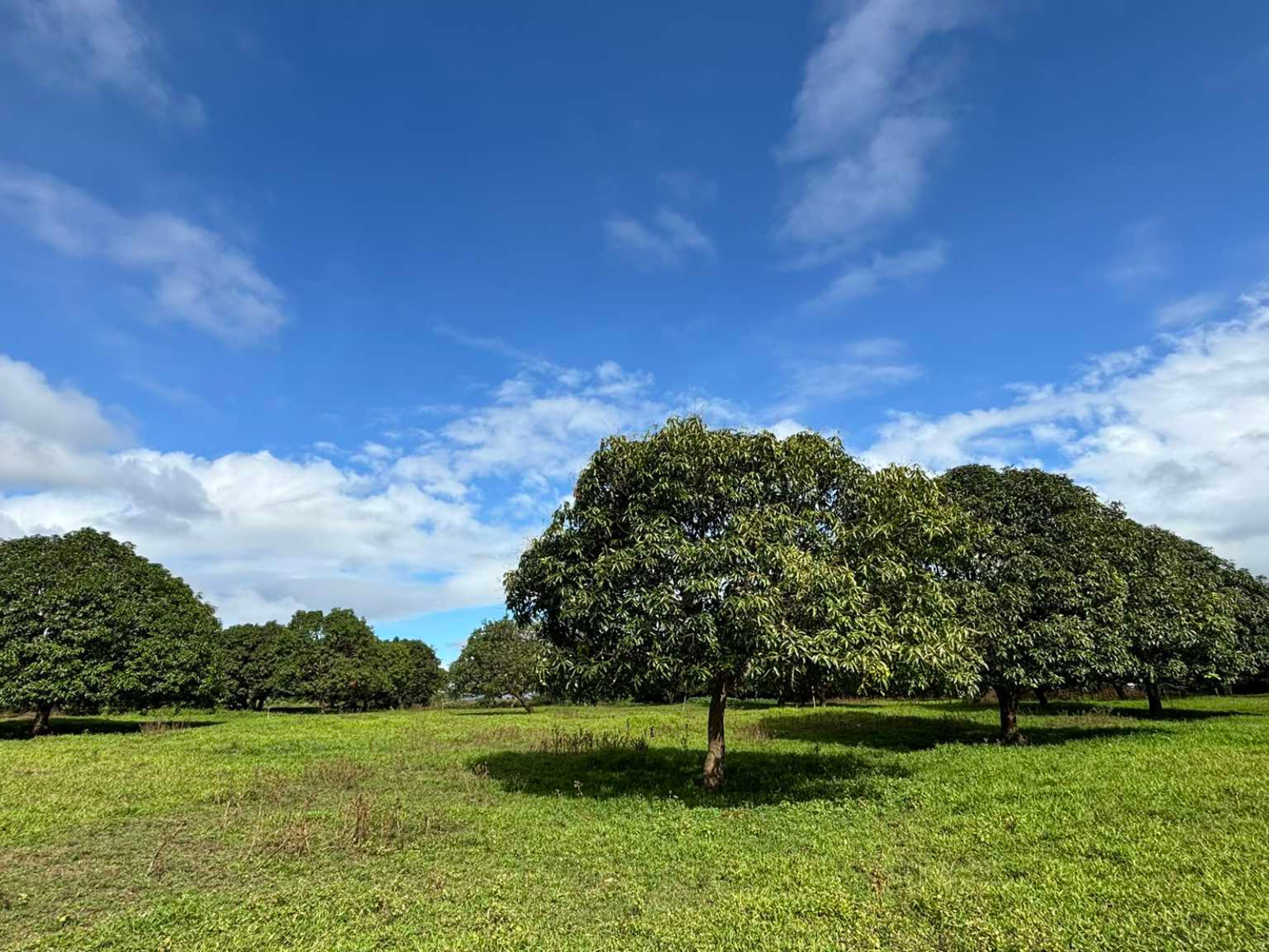 Mango Orchard